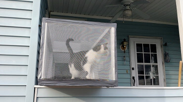 Snowball in Catio