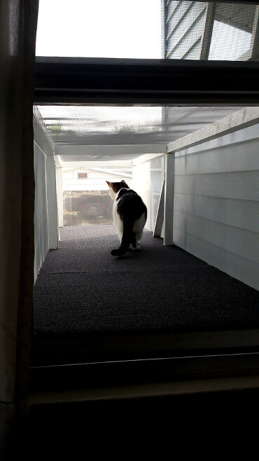 Snowball loves Catios