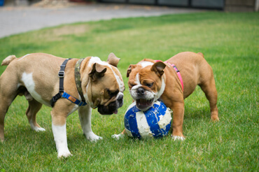 Doris & Diesel Playing