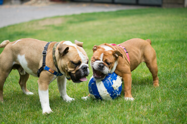 Doris & Diesel Playing