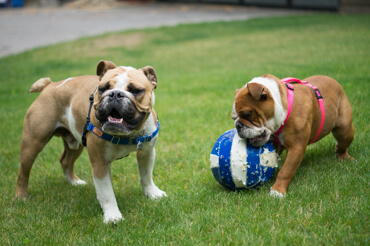 Doris & Diesel Playing