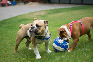 Doris & Diesel Playing