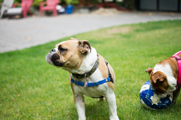 Doris & Diesel Playing