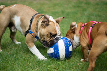 Doris & Diesel Playing