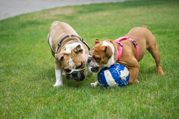 Doris & Diesel Playing