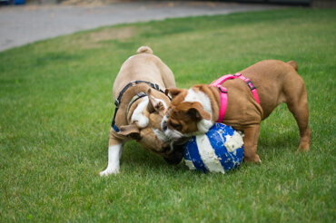 Doris & Diesel Playing