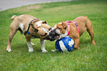 Doris & Diesel Playing