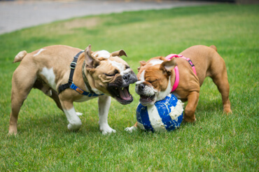 Doris & Diesel Playing