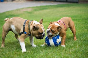 Doris & Diesel Playing