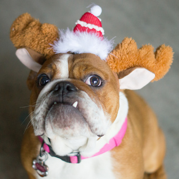 Merry Christmas from Dory