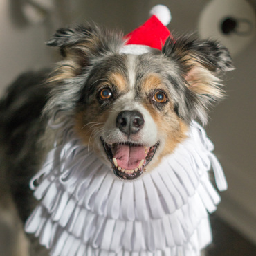 Merry Christmas from Gordie