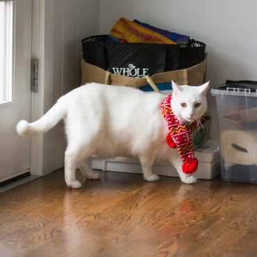 Merry Christmas from Jasper