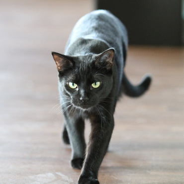 Why are black cats thought to be bad luck?