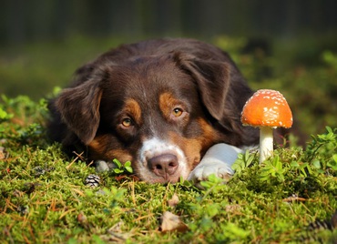 Dog and Mushroom