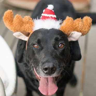 Merry Christmas from Oly