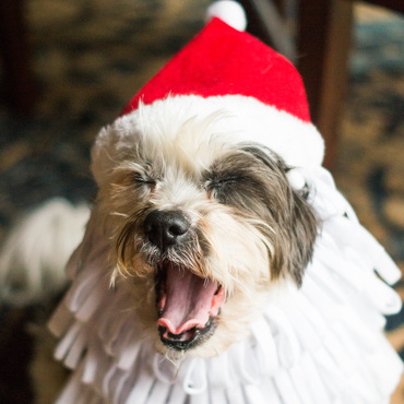 Merry Christmas from Spud