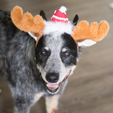 Merry Christmas from Ursa