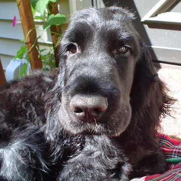 Puppy Bailey