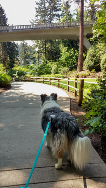 Gordie on a walk