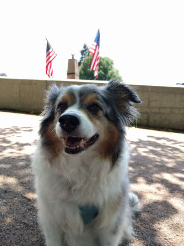 Patriotic Gordie